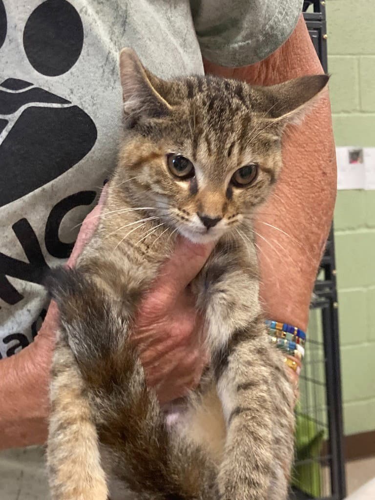 Gitchee Goo - Domestic Short Hair