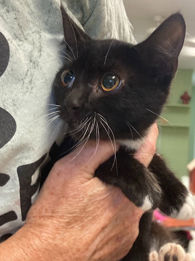 Koa - Domestic Short Hair