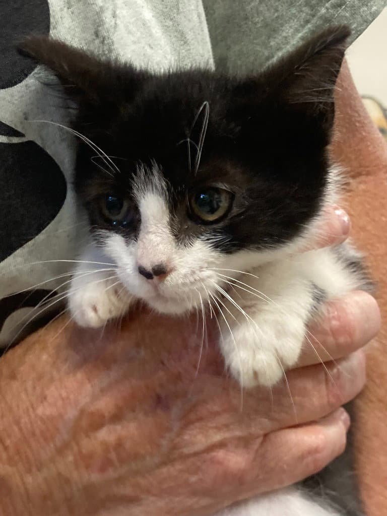 Monkey - Domestic Short Hair
