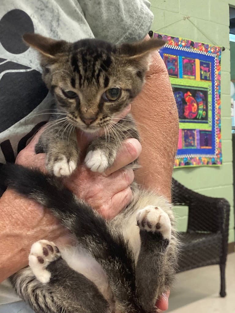 Tommy - Domestic Short Hair
