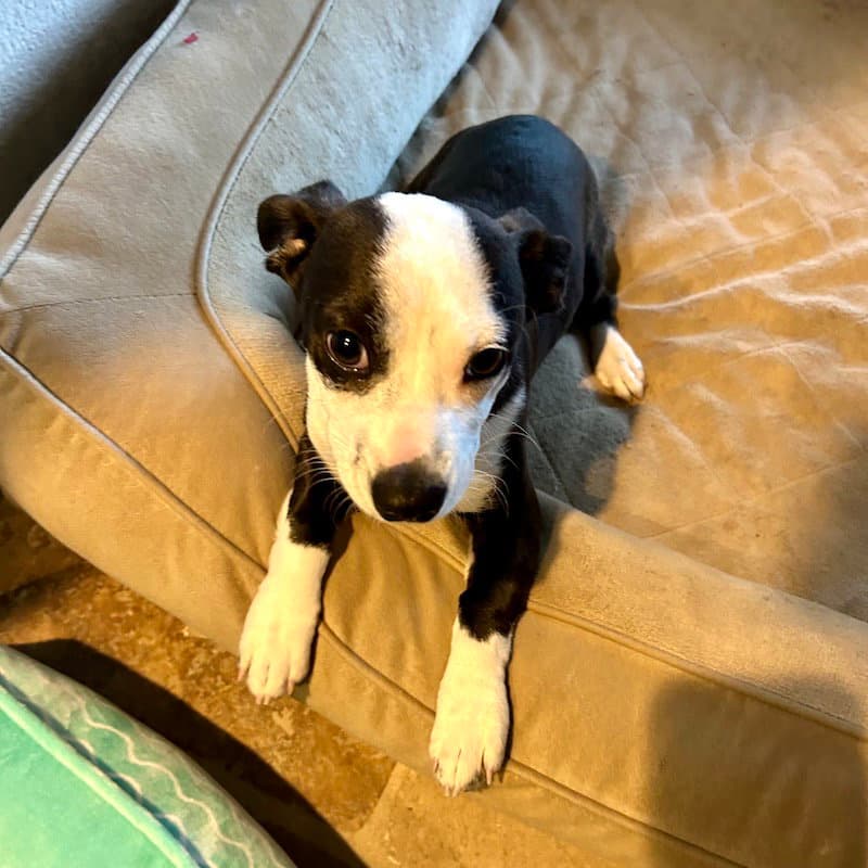Scottie - American Staffordshire Terrier