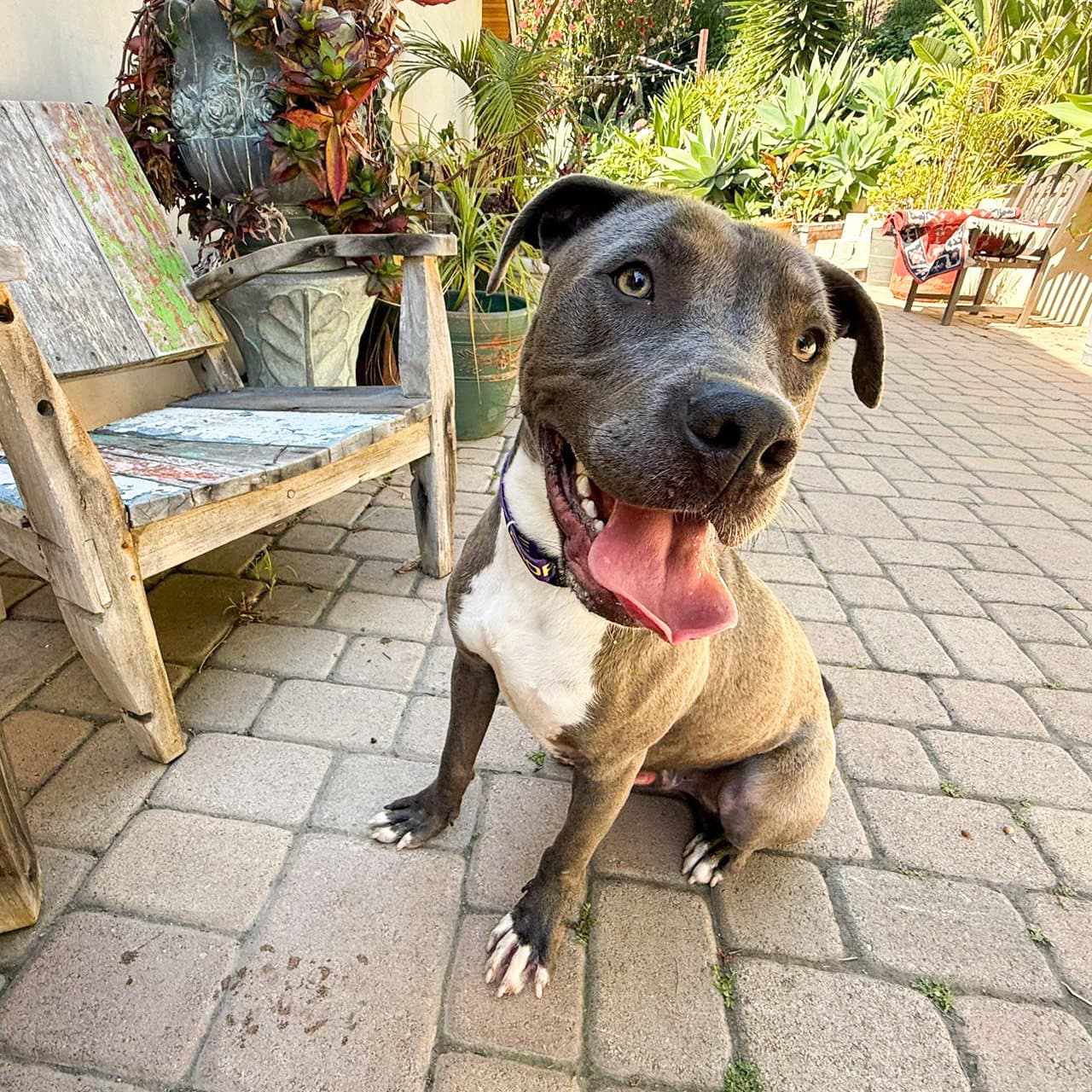 Scottie - Staffordshire Bull Terrier
