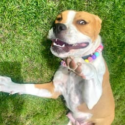 Millie image 3