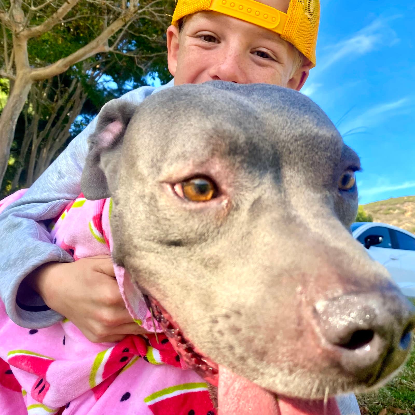 Gigi - American Staffordshire Terrier