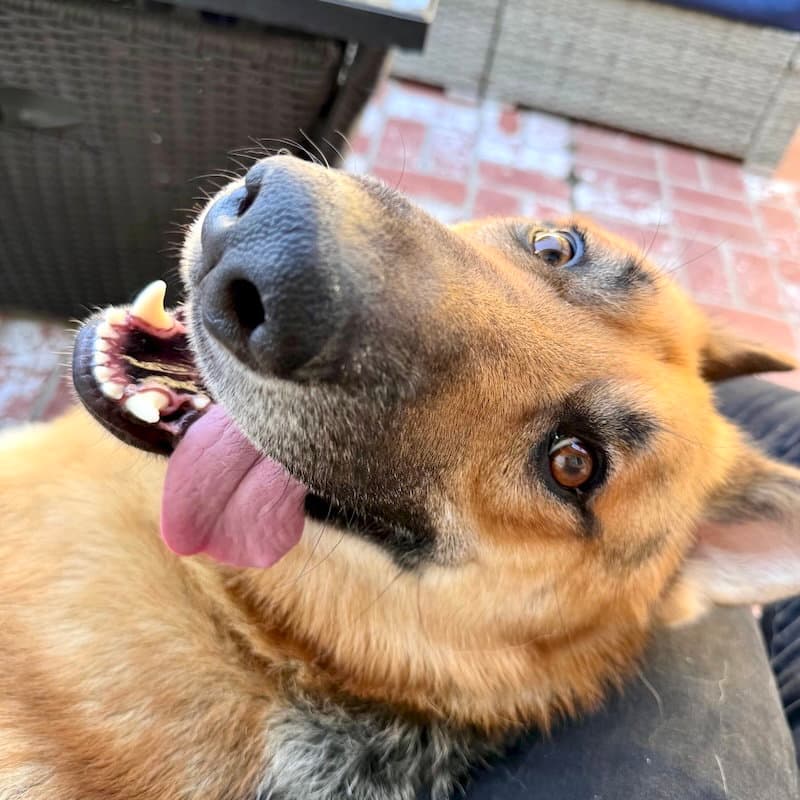 Henry - German Shepherd Dog