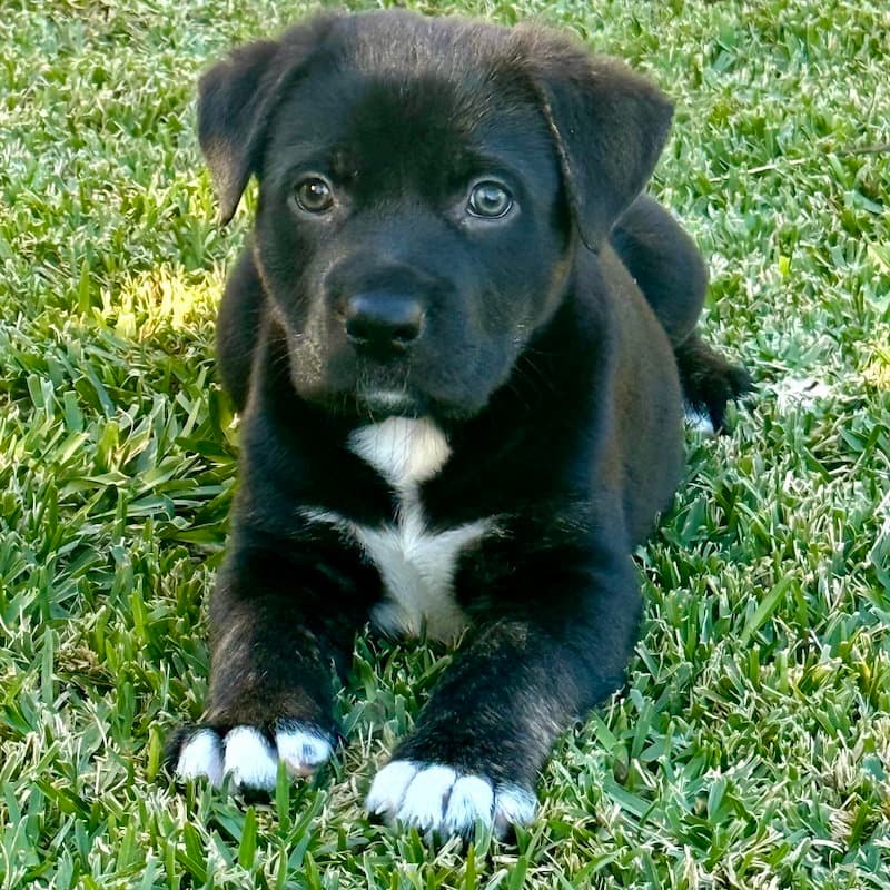 Charlie Brown - Labrador Retriever