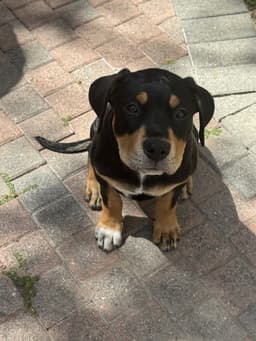 Scout image 2