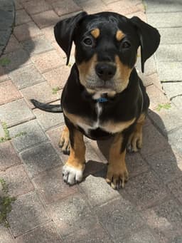 Scout image 1