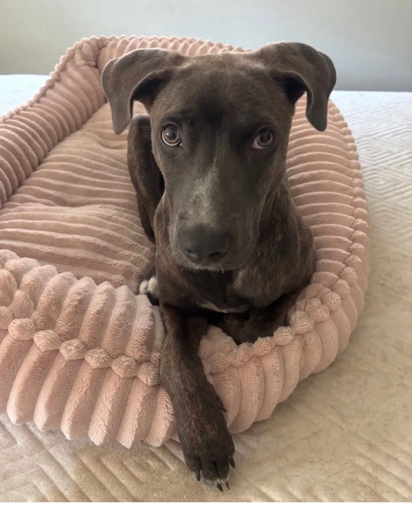 Benita - Weimaraner