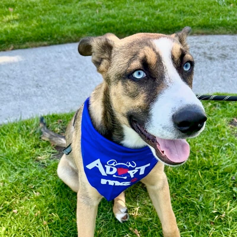 Milo - Husky