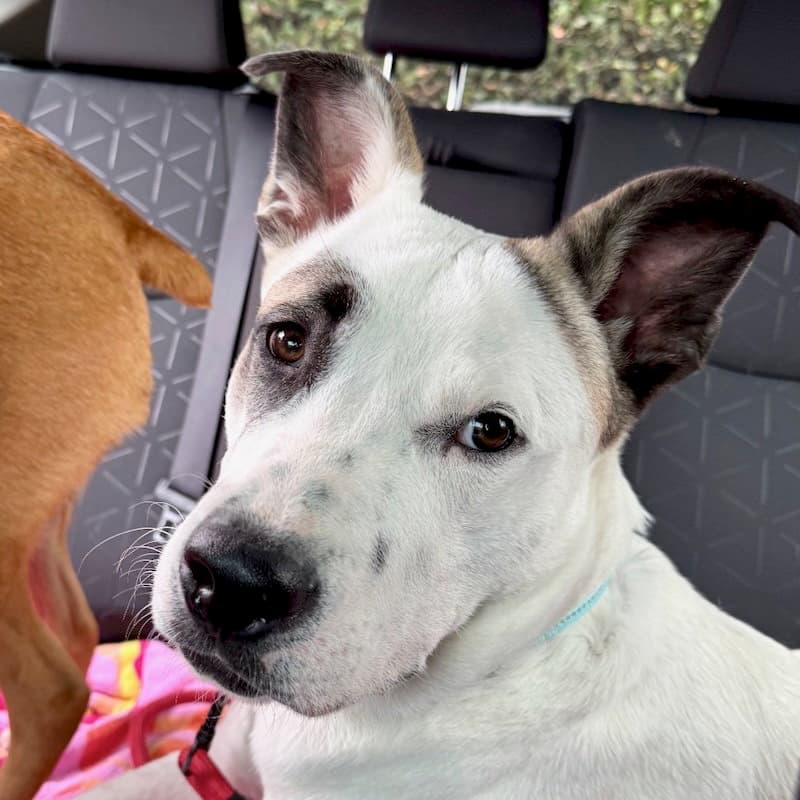 Tucker - American Staffordshire Terrier