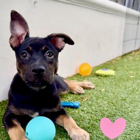 Avalon - German Shepherd Dog