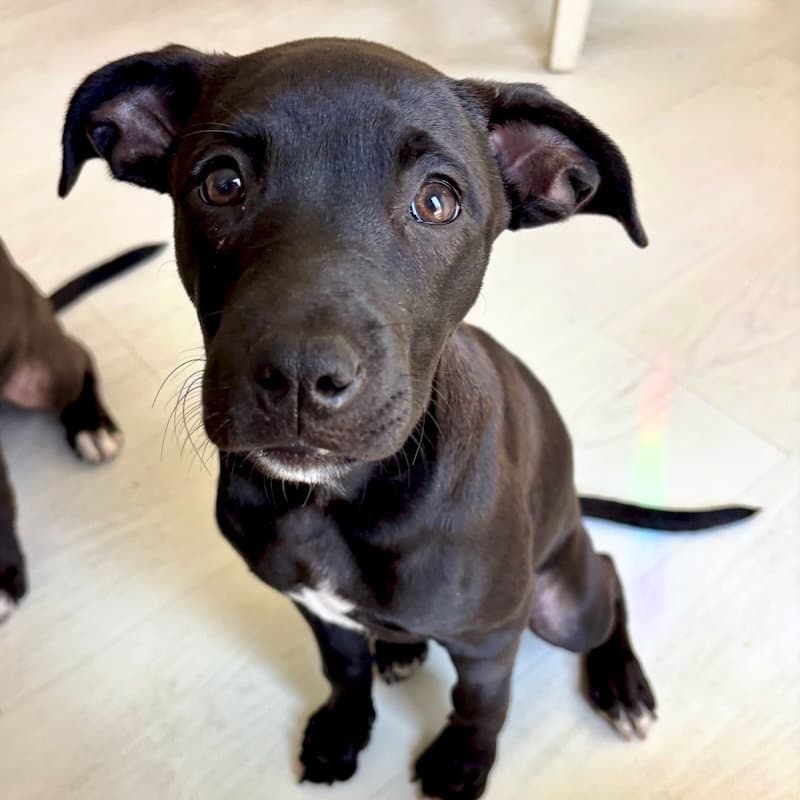 Janet - American Staffordshire Terrier