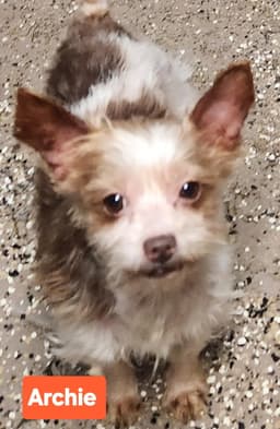 Archie image 1