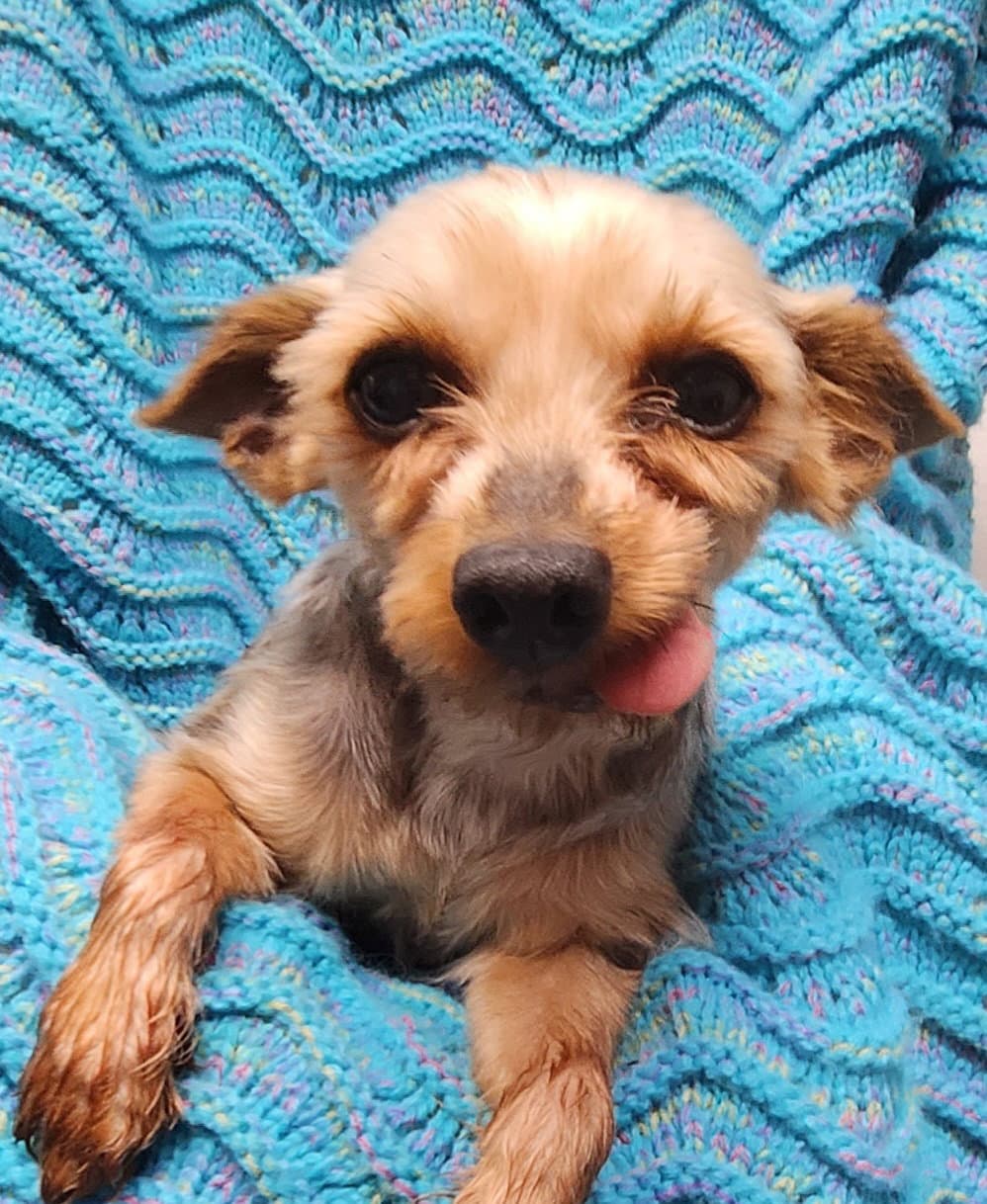 Harper - Yorkshire Terrier Yorkie