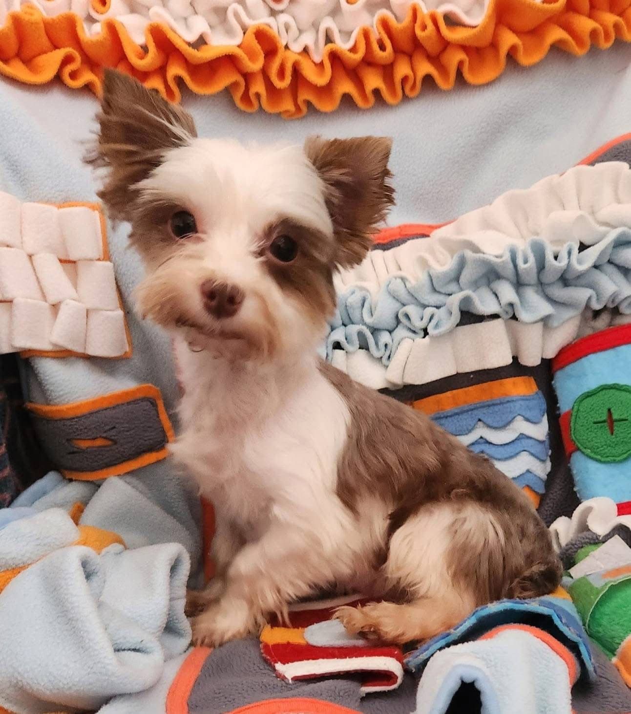 Little Bit - Yorkshire Terrier Yorkie