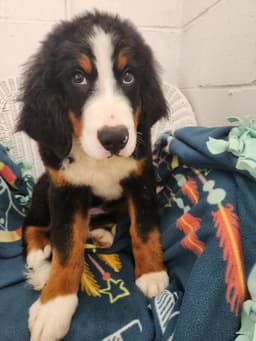 Sampson image 1