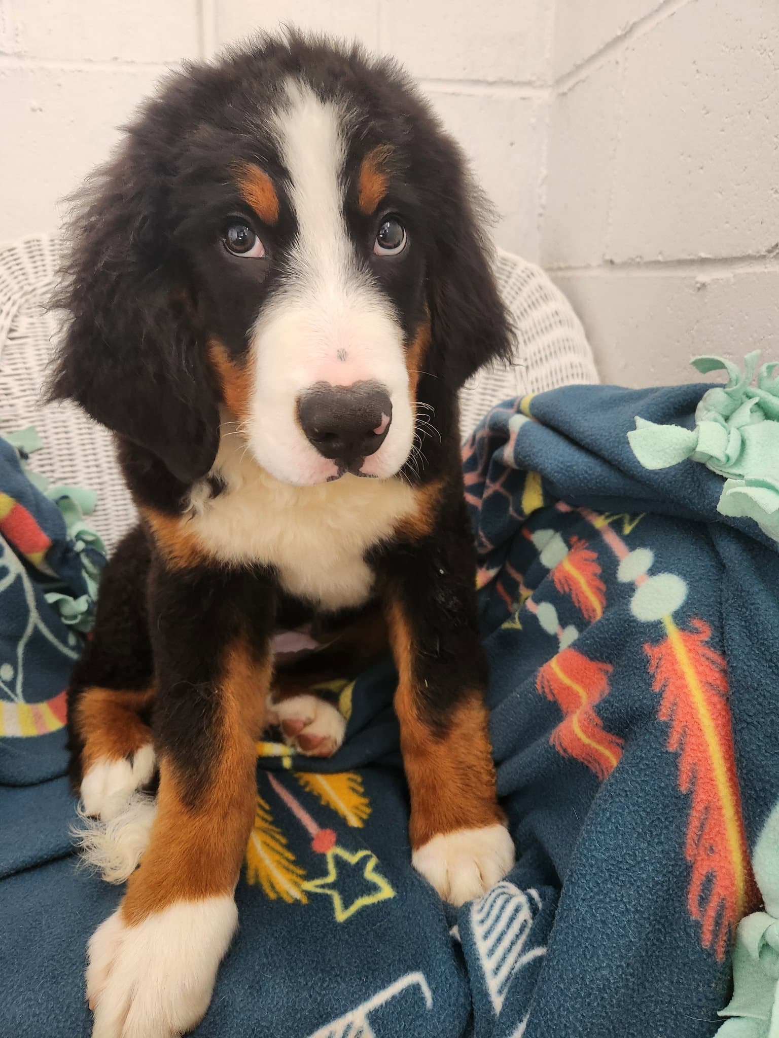 Sampson - Bernese Mountain Dog