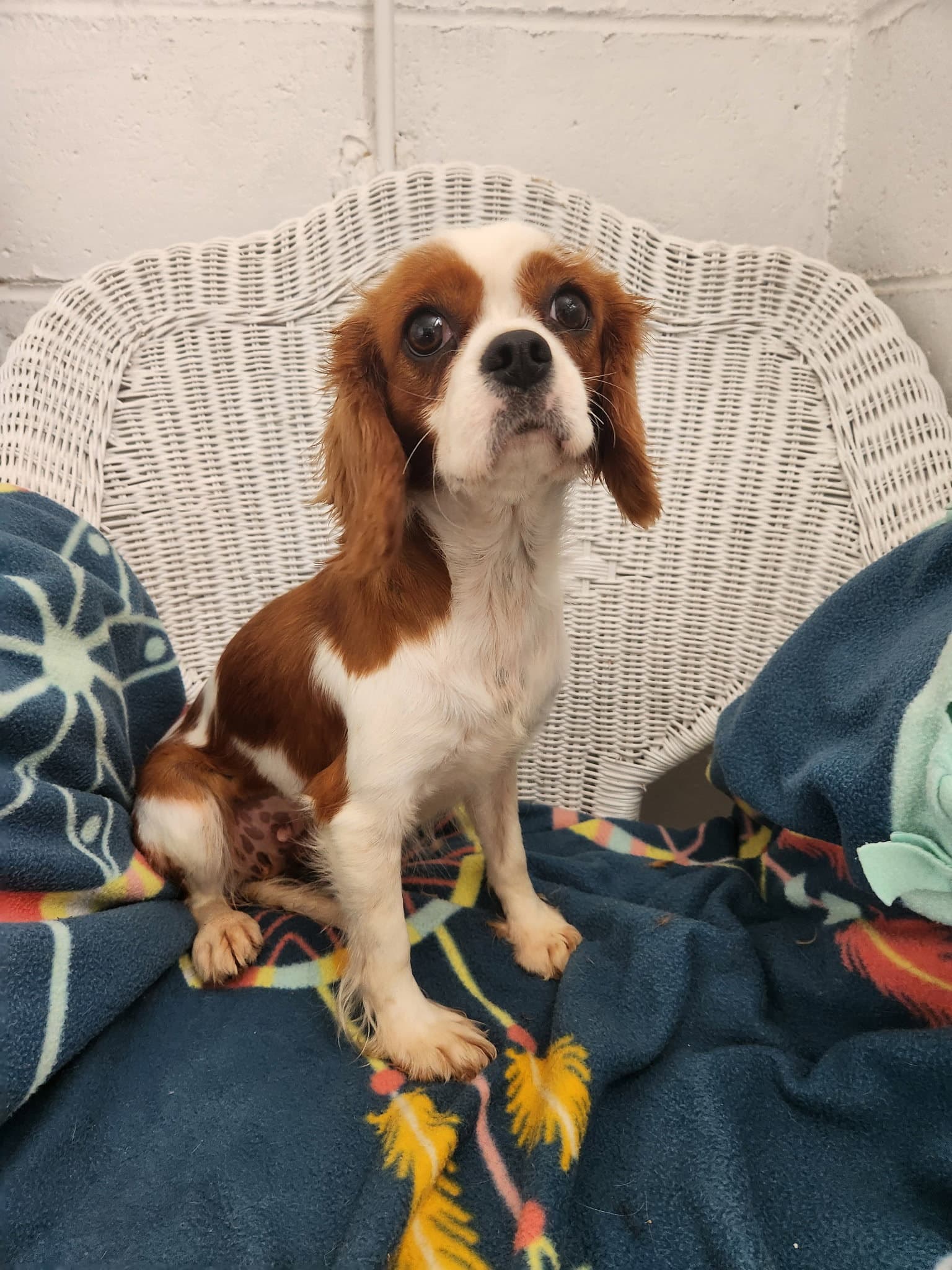 Phoebe - Cavalier King Charles Spaniel