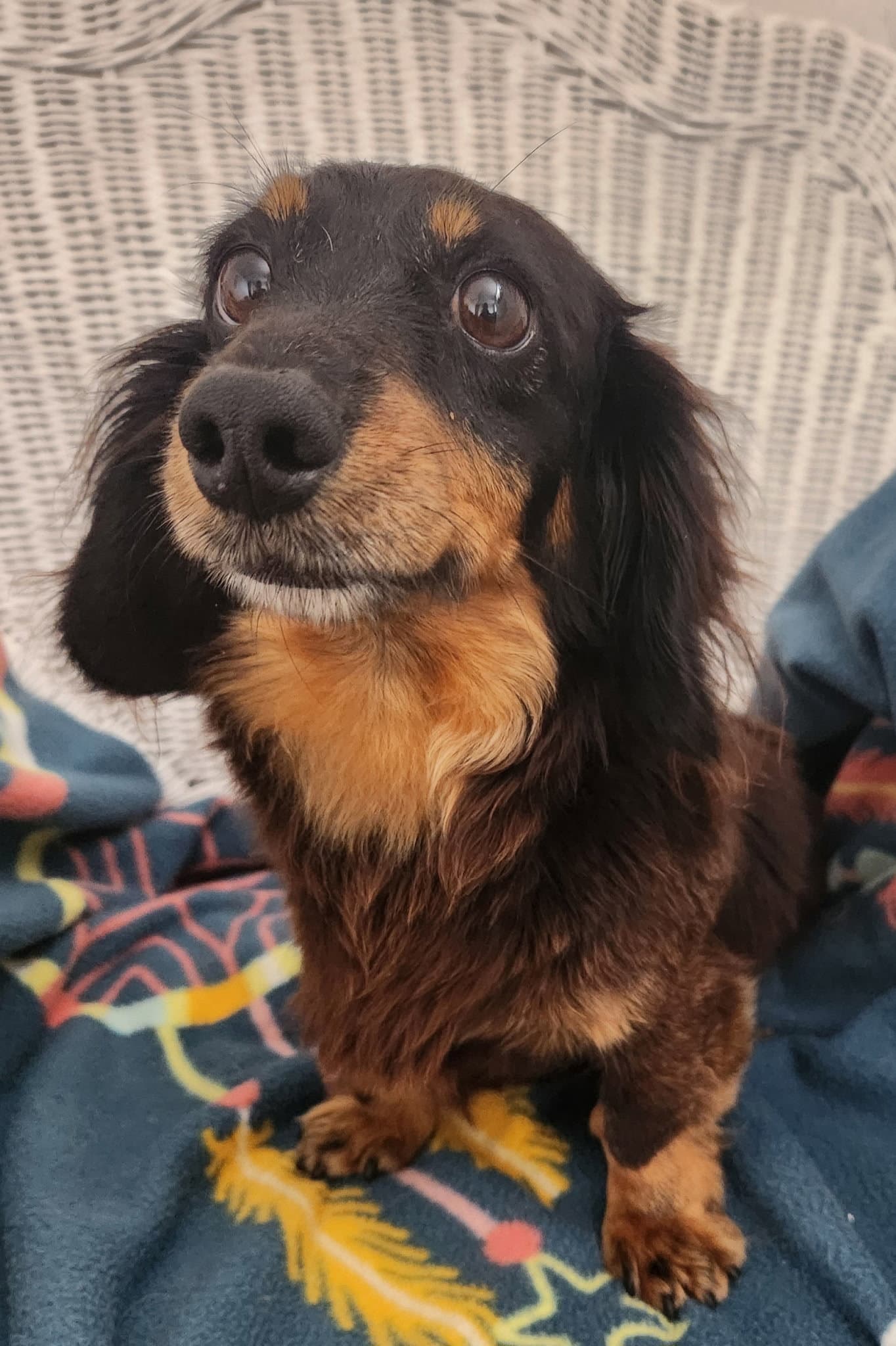 Dolly - Dachshund