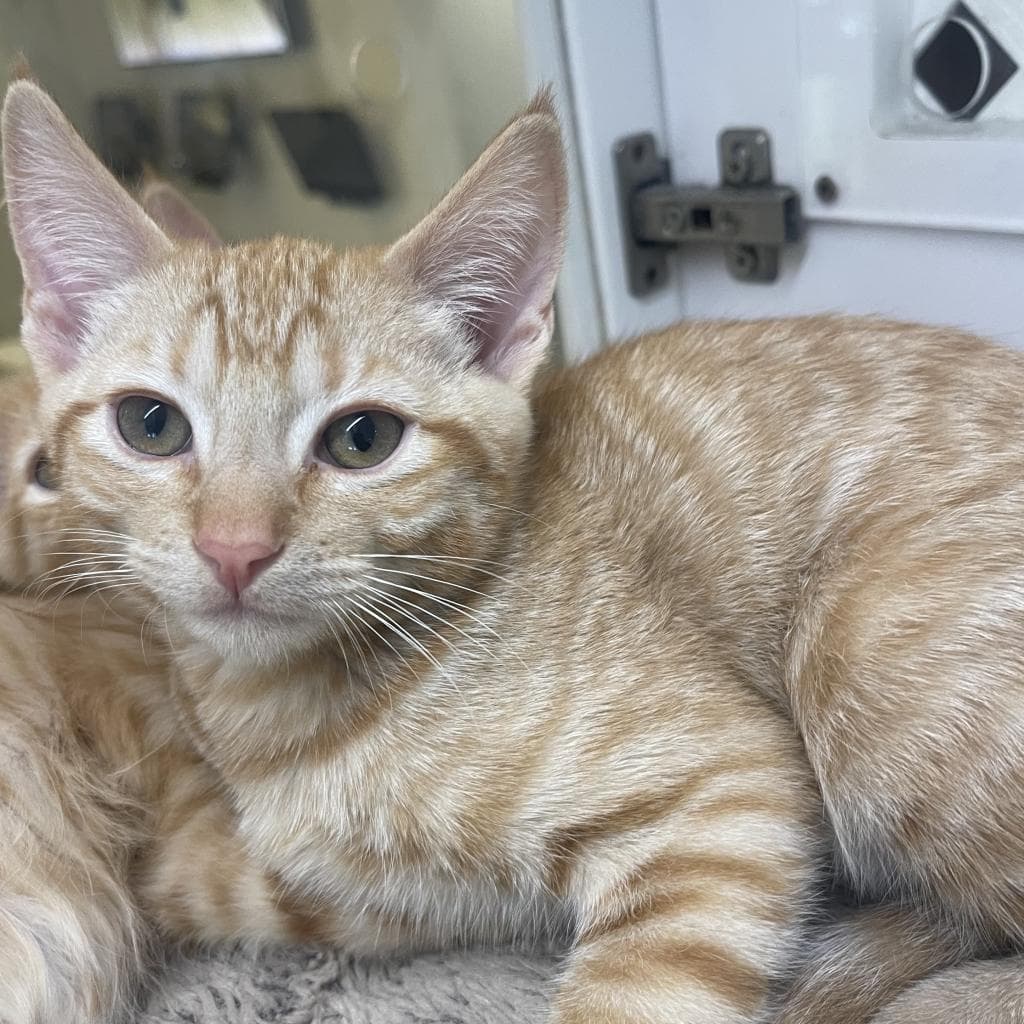 Wade Wilson - Domestic Short Hair