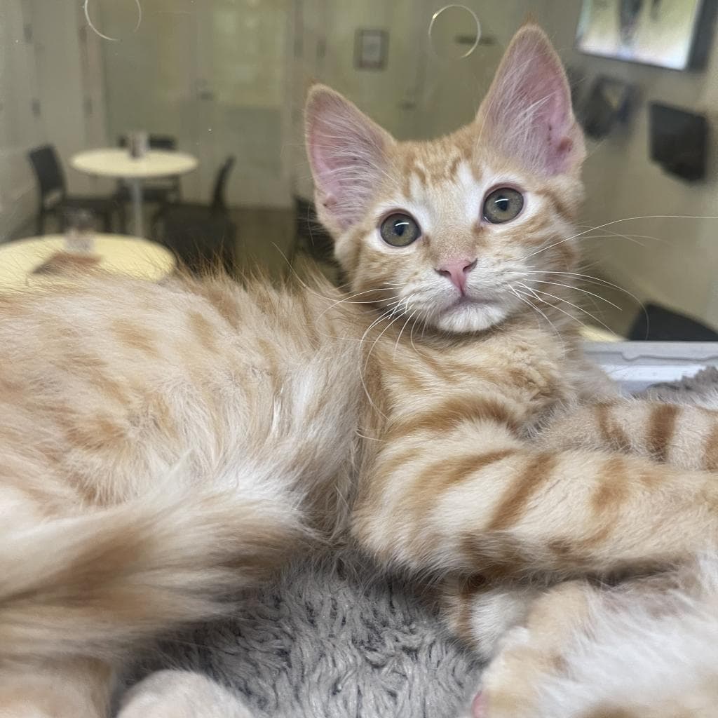 Frank Castle - Domestic Short Hair