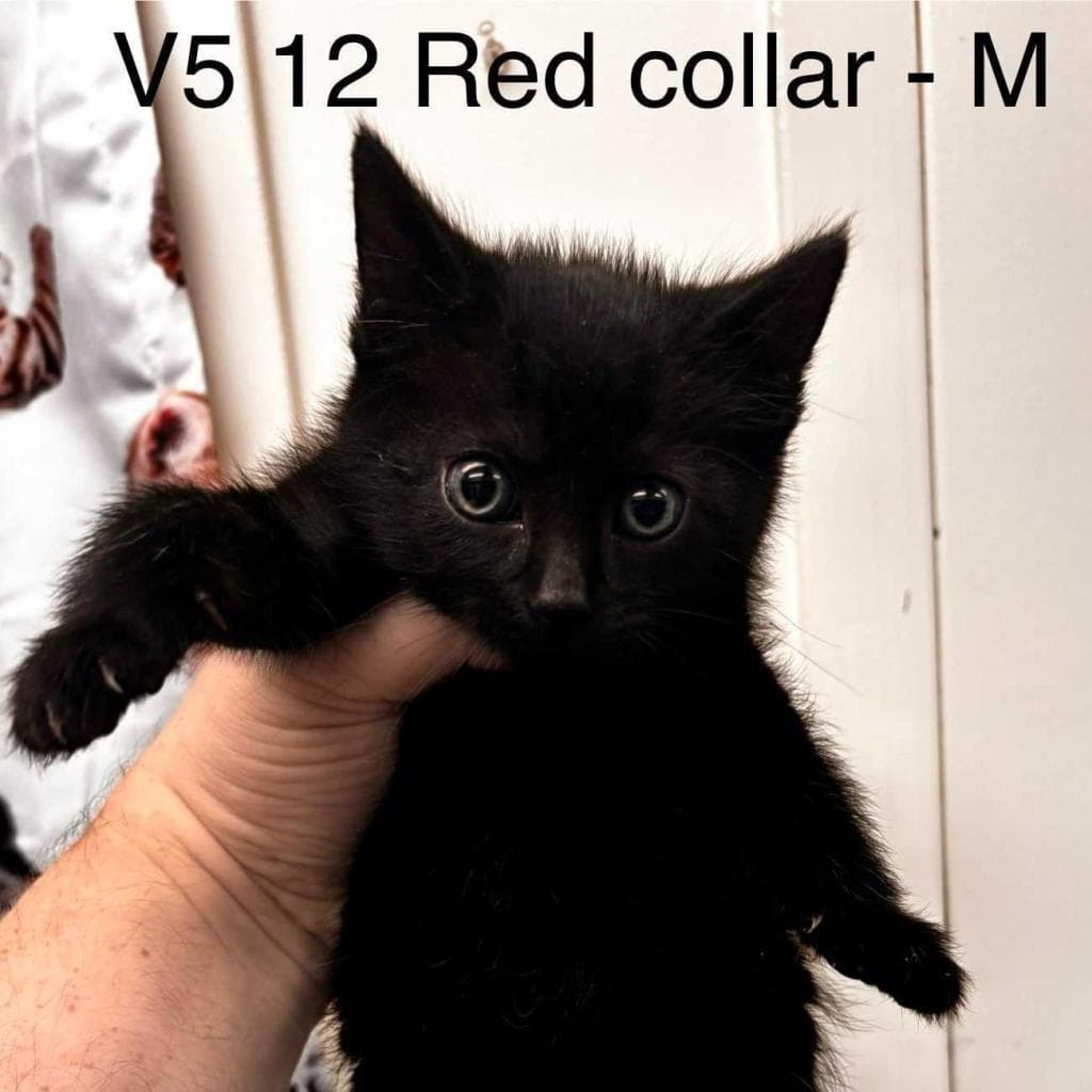 Vesper - Domestic Short Hair