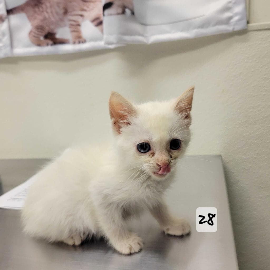 Yogurt - Domestic Short Hair