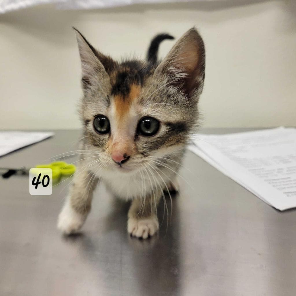 Yolk - Domestic Short Hair