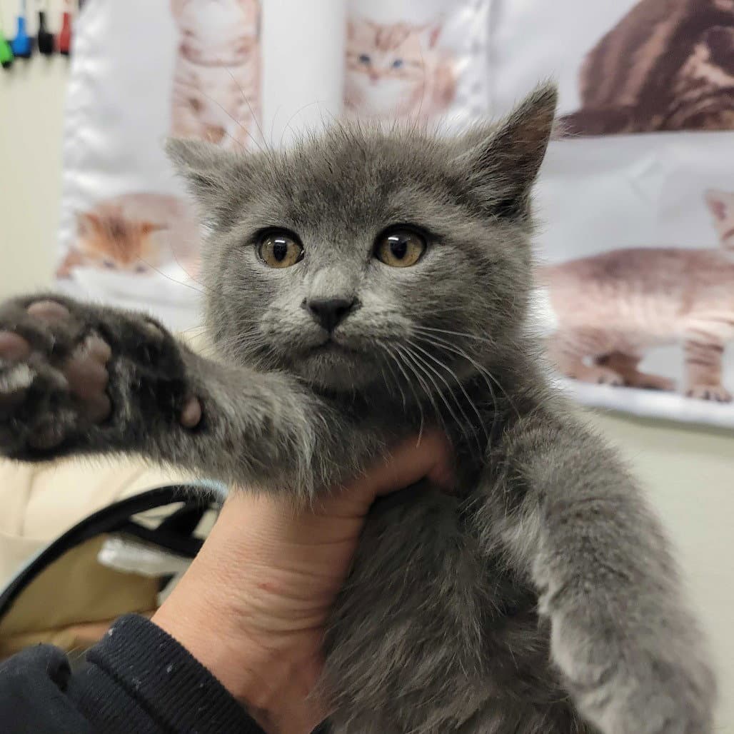 Daisy - Domestic Medium Hair