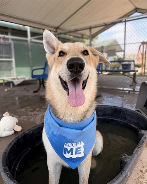 Leo - German Shepherd Dog