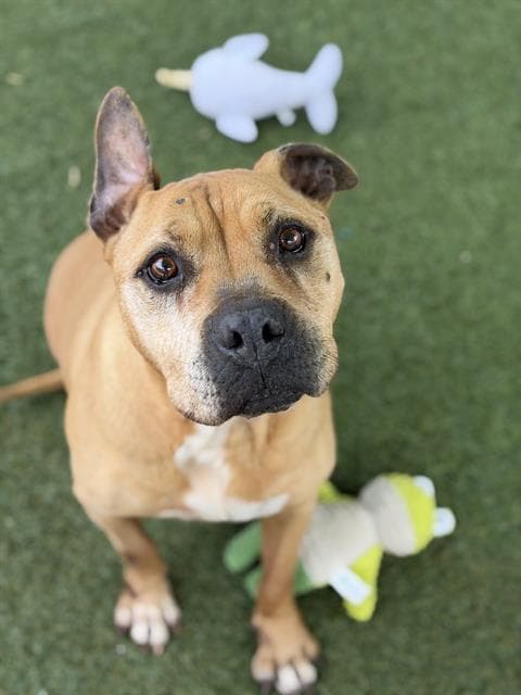 Jessie - Staffordshire Bull Terrier