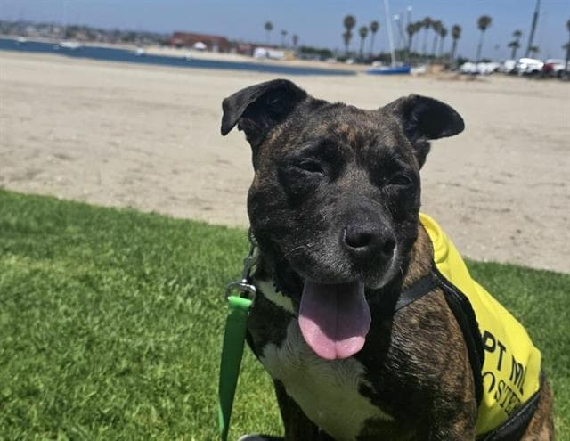 Butter Biscuit - Pit Bull Terrier