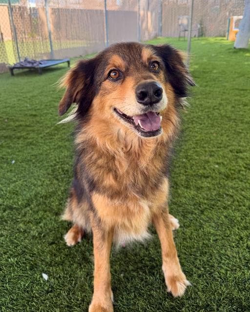 Mr Mac - Border Collie