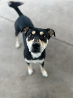 Milo image 1
