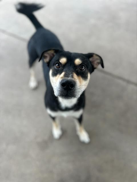 Milo - Rottweiler