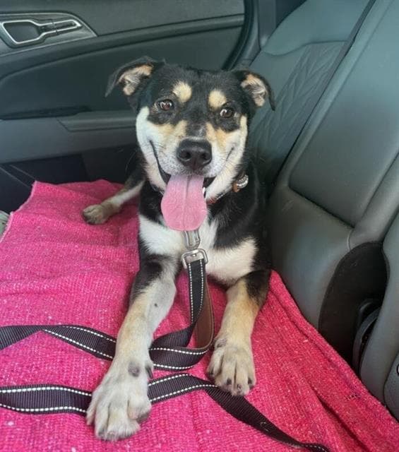 Milo - Rottweiler