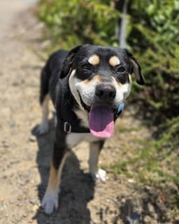 Otis image 1