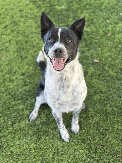Oreo Biscuit - Border Collie