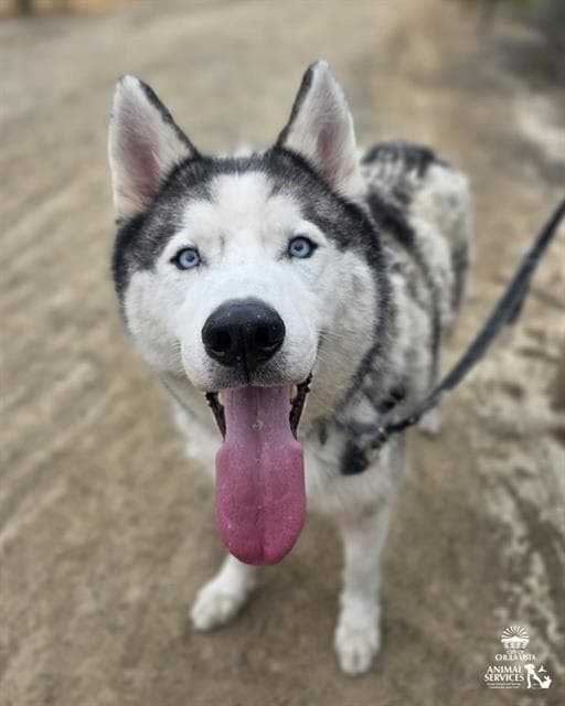 Trooper - Husky