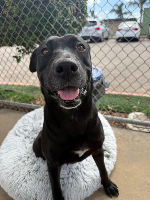 Sweetie - Labrador Retriever