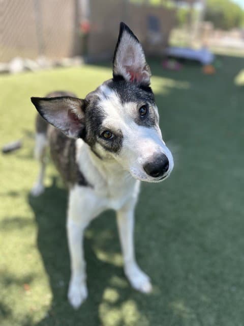 Unknown - Australian Cattle Dog/Blue Heeler