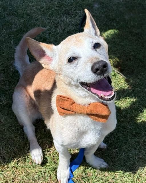 Frito - Terrier