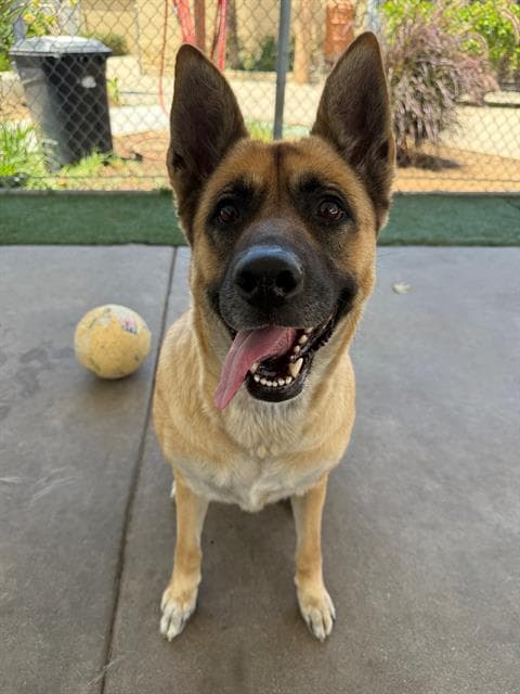 Daphne - German Shepherd Dog