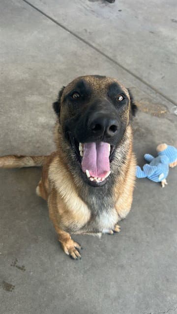 Dom - Belgian Shepherd Malinois