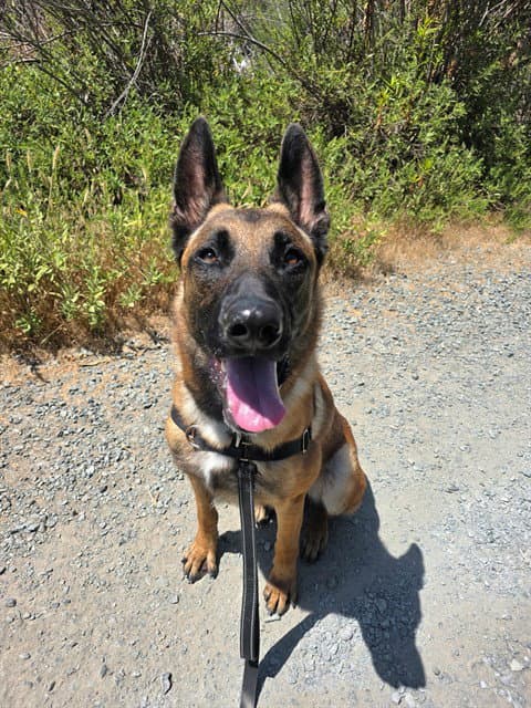 Dom - Belgian Shepherd Malinois