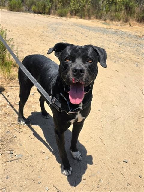Skunk - Cane Corso Mastiff