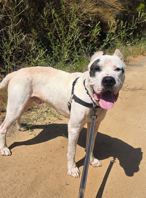 Unknown - Dogo Argentino
