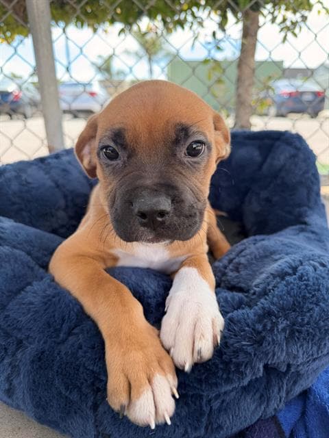Unknown - Boxer