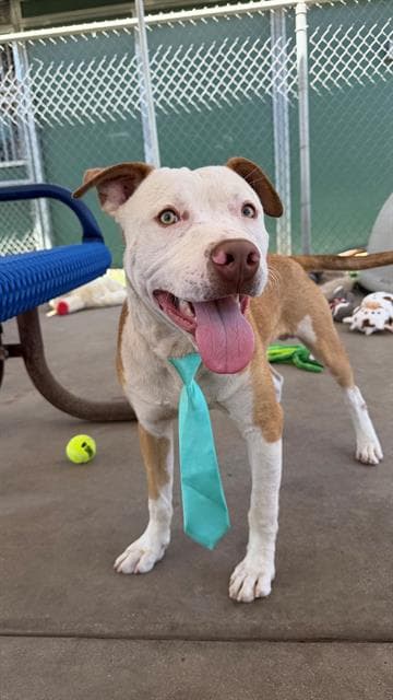 Valentino - Pit Bull Terrier